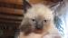 Mekong Bobtail - Prodej