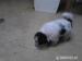 Predám 8 týždňové šteniatko shih-tzu - Predaj