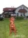 REDBONE COONHOUND - Predaj