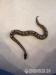 Eladó hím királypiton, amelanisztikus gabonasikló - Eladás