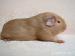 2 krásná morčátka s PP na prodej - Prodej