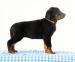 Beauceron štěňátka s PP - Prodej