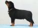 Beauceron štěňátka s PP - Prodej
