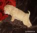 šarpej - shar pei - Prodej