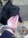"Čierna vyžla" - Predaj