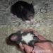 Potkaní miminka - Prodej