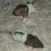 Potkaní miminka - Prodej