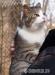  Harry - cudny whiskasik do adopcji - Sprzedaż