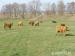 Škótsky dobytok - Highland Cattle - Predaj