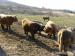 Škótsky dobytok - Highland Cattle - Predaj