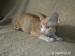 Devon rex s  PP - Prodej
