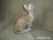 Devon rex s  PP - Prodej