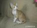 Devon rex s  PP - Prodej