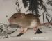 Potkaníky s výpisom predkov - Predaj