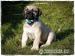 BOERBOEL - Prodej