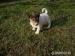 Štěňátka - Jack  Russel Teriér - Prodej