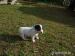 Štěňátka - Jack  Russel Teriér - Prodej