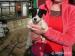 Štěňátka - Jack  Russel Teriér - Prodej