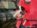 Štěňátka - Jack  Russel Teriér - Prodej
