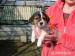 Štěňátka - Jack  Russel Teriér - Prodej