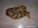 Boa constrictor - Prodej