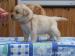 labrador wybitne szczenięta - Sprzedaż