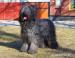 Briard - Prodej