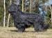 Briard - Prodej