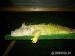 iguana iguana - Predaj