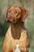 Rhodézský Ridgeback - Prodej
