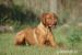 Rhodézský Ridgeback - Prodej