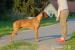 Rhodézský Ridgeback - Prodej