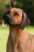 Rhodézský Ridgeback - Prodej