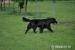Krytí Flat Coated Retrieverem - Prodej