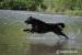 Krytí Flat Coated Retrieverem - Prodej