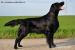 Krytí Flat Coated Retrieverem - Prodej