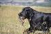 Krytí Flat Coated Retrieverem - Prodej
