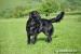 Krytí Flat Coated Retrieverem - Prodej