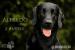 Krytí Flat Coated Retrieverem - Prodej