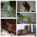 Rhodéský ridgeback - Prodej