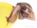 Achatina reticulata - Predaj