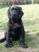  Czarne labradorki - Sprzedaż