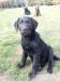  Czarne labradorki - Sprzedaż