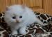 Ragdoll - Prodej