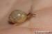 Achatina Immaculata, Iredalei - Prodej