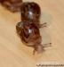Achatina Immaculata, Iredalei - Prodej