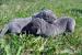 Cane Corso - Predaj