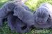 Cane Corso - Predaj