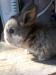 Zakrslý králík beran - Prodej