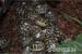 Griech. Schildkröten TH Boettgerie 2013 - Verkauf